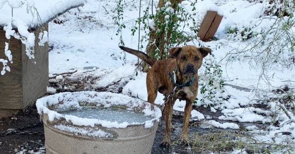 How to Protect Your Dog from Freezing Weather